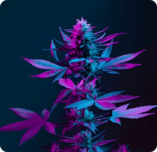 Cannabis Pickup Helena MT Order Cannabis Online Helena MT Order Cannabis Online East Helena MT Fast Cannabis Pickup Helena Same Day Cannabis Pickup Helena Convenient Cannabis Pickup East Helena Shop Premium Cannabis Helena MT Shop Premium Cannabis East Helena MT Cannabis Shopping Helena Montana Cannabis Shopping East Helena Montana Browse Cannabis Products Helena MT Premium Cannabis Selection Helena Largest Cannabis Selection Helena MT Friendly Cannabis Budtenders Helena Expert Cannabis Recommendations Helena Premium Cannabis Experience Helena